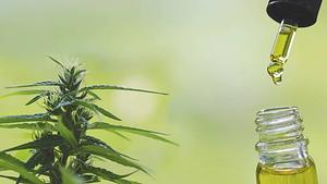 maconha.jpg